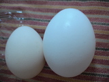 tosajiroegg