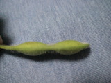 newedamame