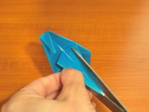 アシカ