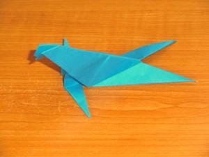 アシカ